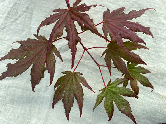 Acer palmatum 'Purple Ghost'