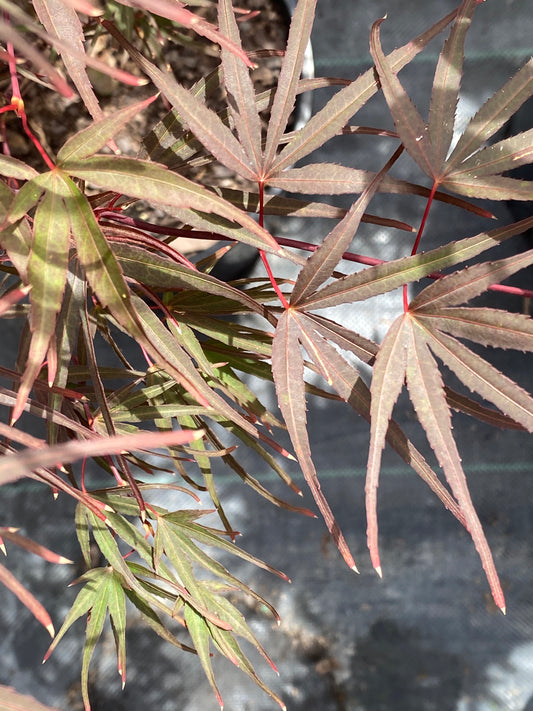 Acer palmatum 'Pungkill'