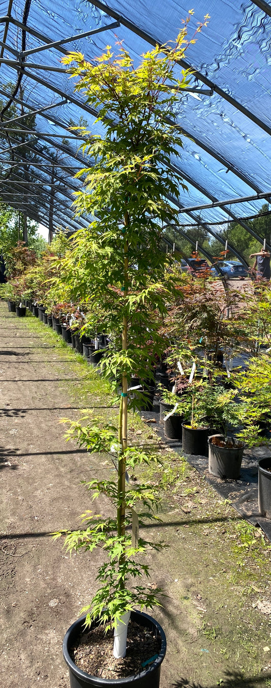 Acer palmatum 'Ikandi'