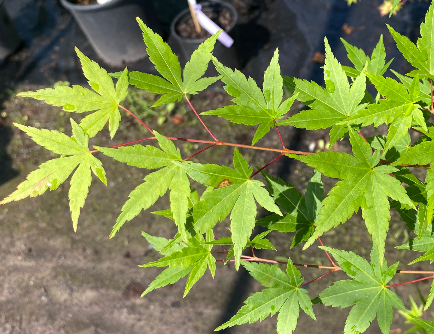 Acer palmatum 'Tsukasa Silhouette'