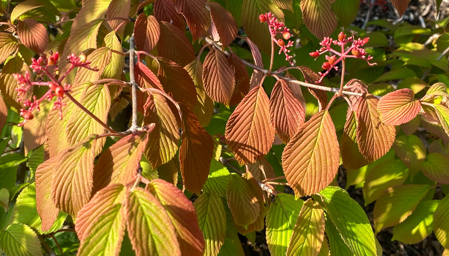 Viburnum plicatum tomentosum 'Mariesii'