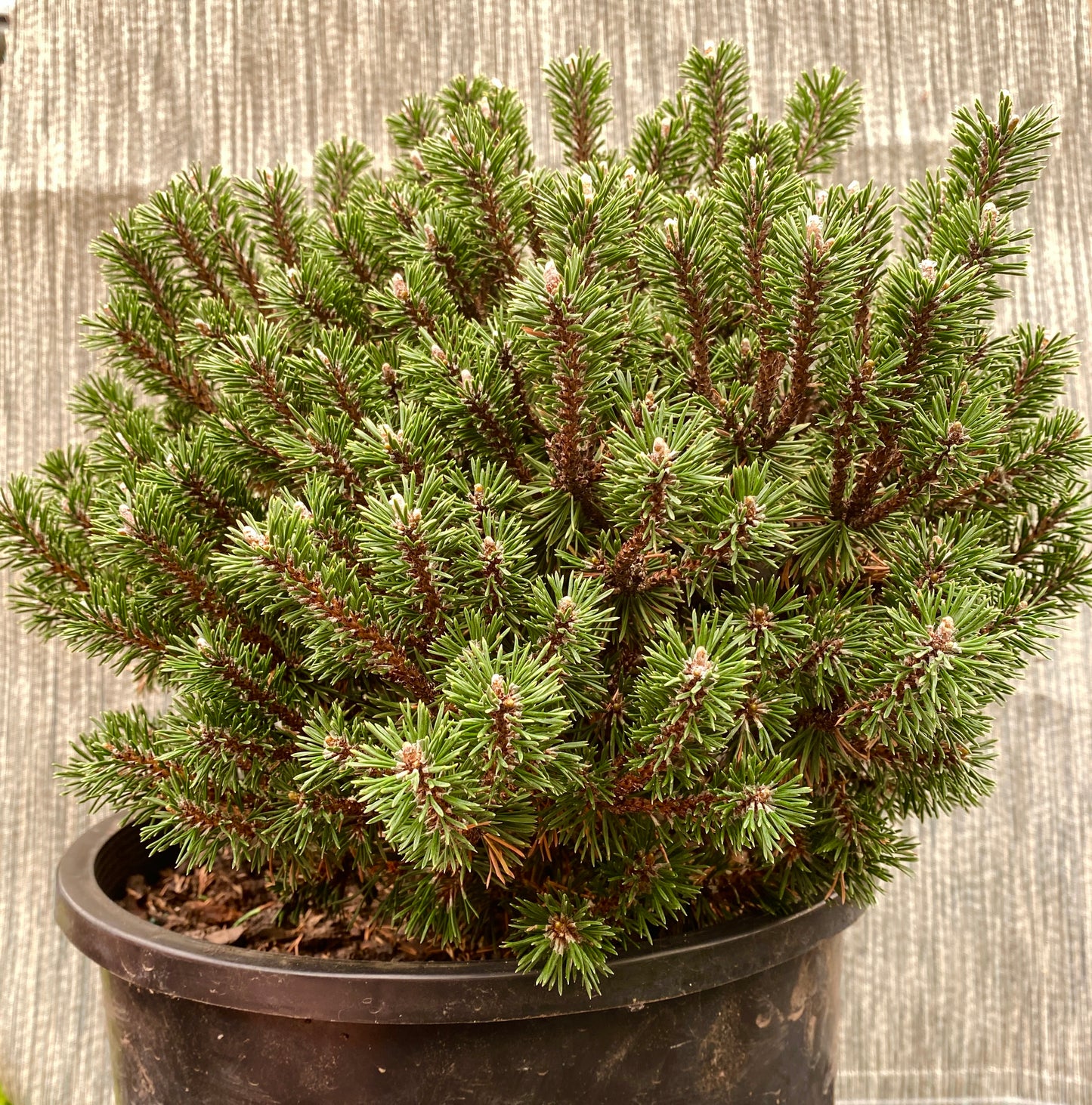 Pinus mugo 'Minima Kalous'