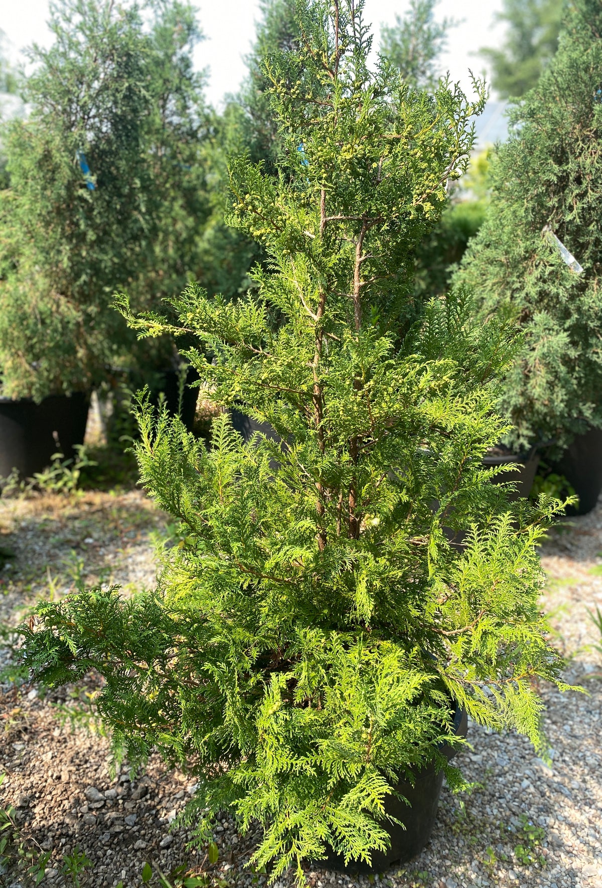 Chamaecyparis pisifera 'RutCham1'
