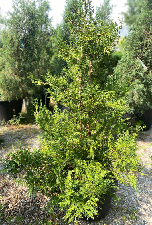 Chamaecyparis pisifera 'RutCham1'