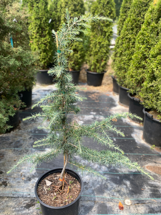 Cedrus deodara 'Descanso Dwarf'