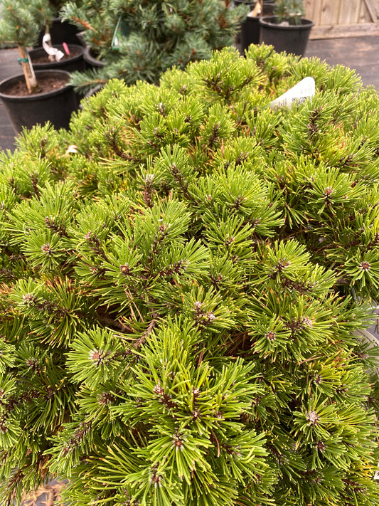 Pinus mugo 'Laarheide'