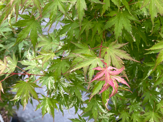 Acer palmatum 'Ori zuru'