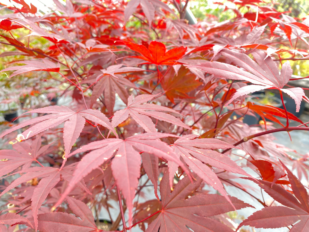 Acer palmatum 'Moonfire'