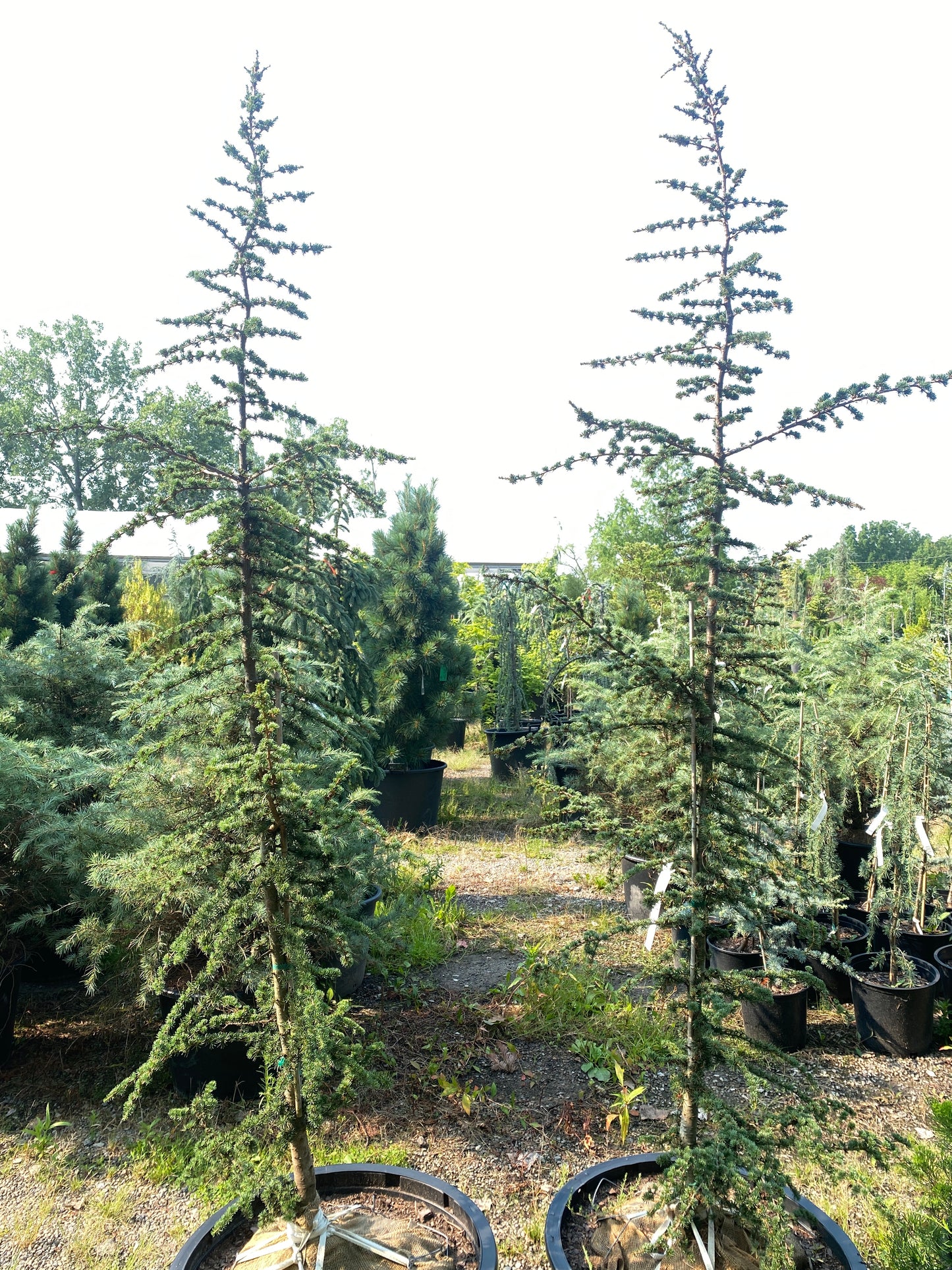 Cedrus brevifolia 'Treveron'