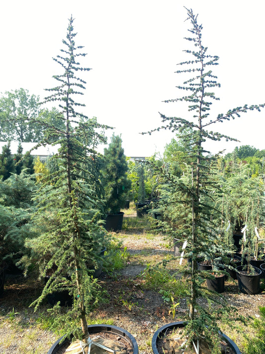 Cedrus brevifolia 'Treveron'