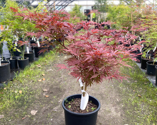 Acer palmatum 'Peve Dave'