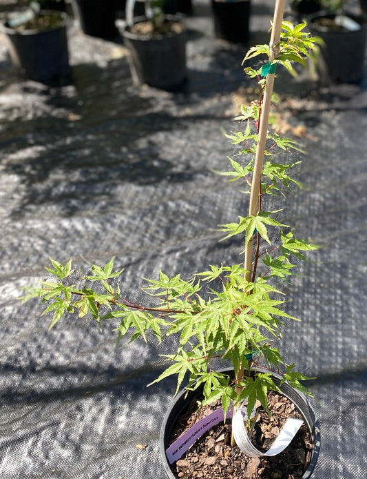 Acer palmatum 'Hubble's Super Cork'