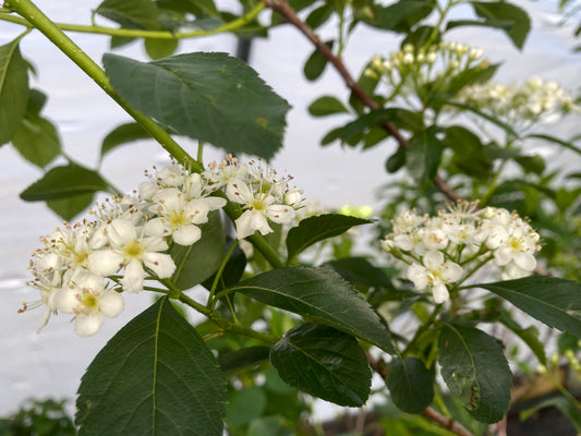 Crataegus crus-galli 'Inermis'