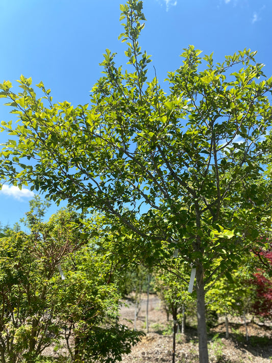 Crataegus viridis 'Winter King'