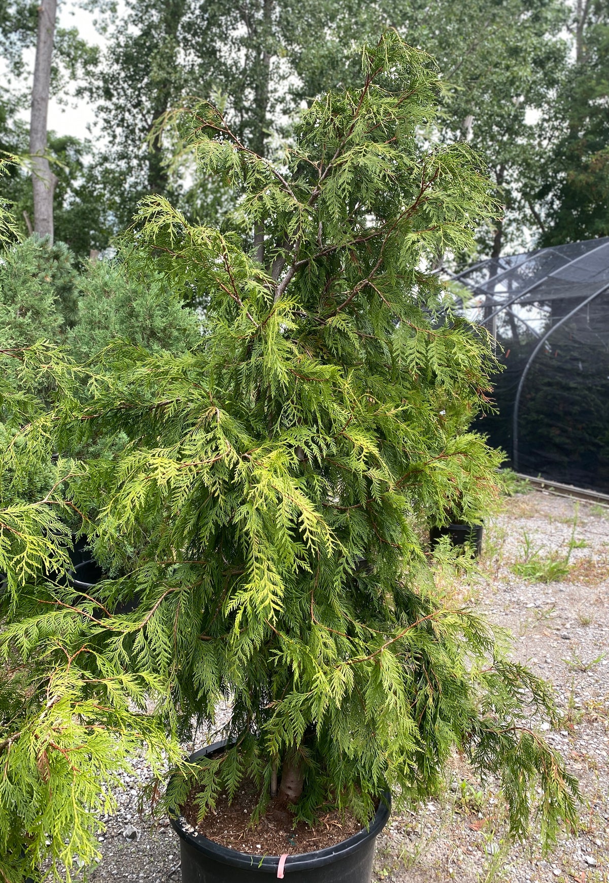 Thuja plicata 'Holly Turner'