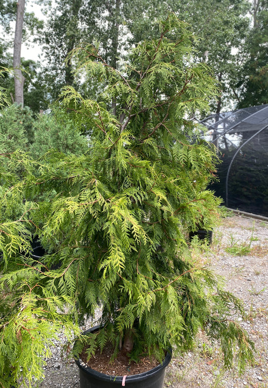 Thuja plicata 'Holly Turner'