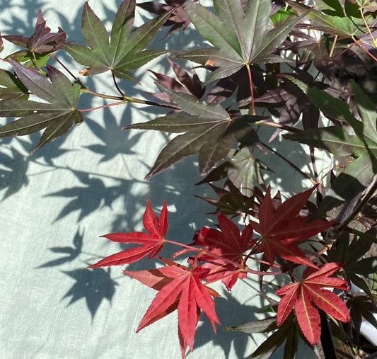 Acer palmatum 'Illini Sunrise'