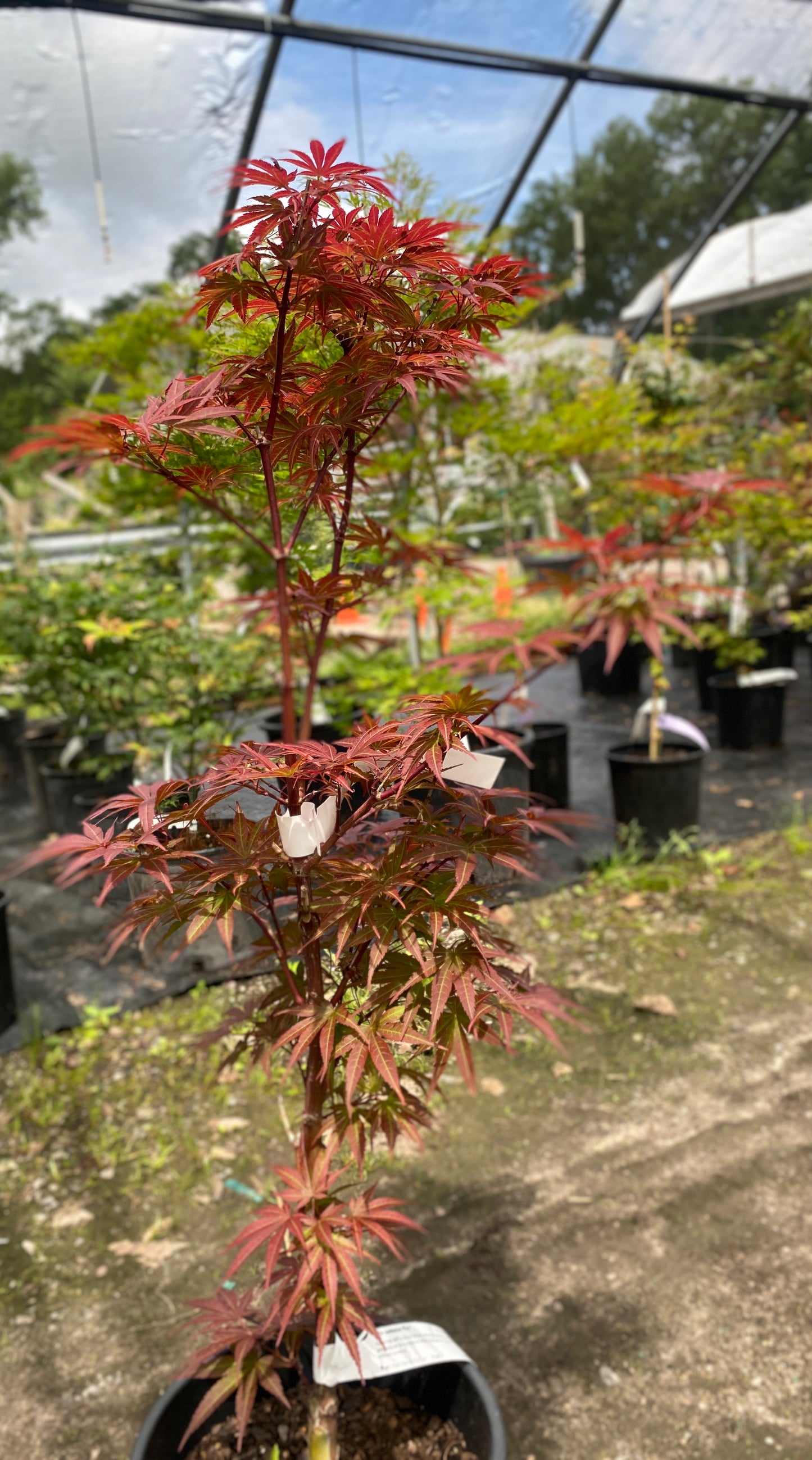 Acer palmatum 'Pixie'