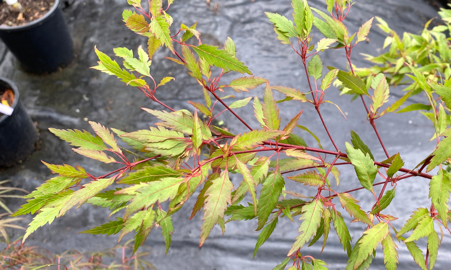 Acer palmatum 'Beni Hagaromo'