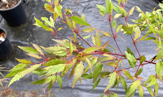 Acer palmatum 'Beni Hagaromo'