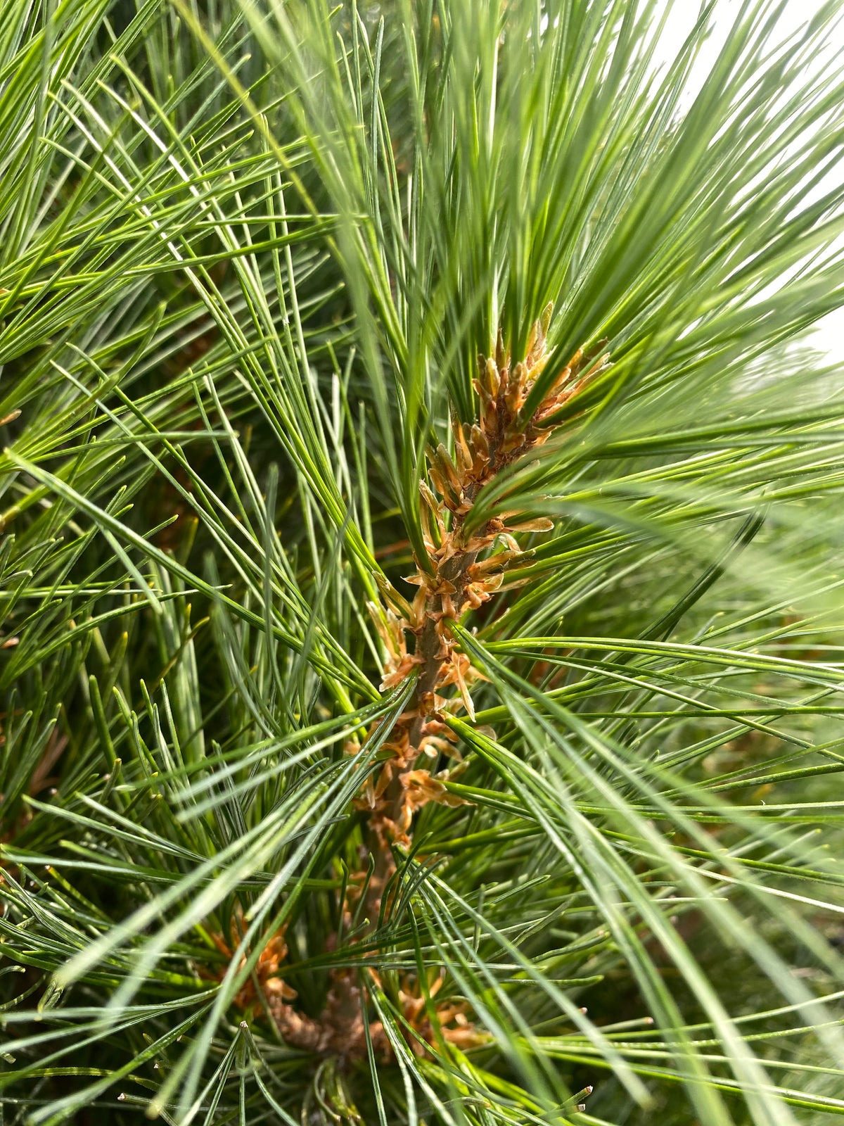Pinus strobus 'Stowe Pillar'