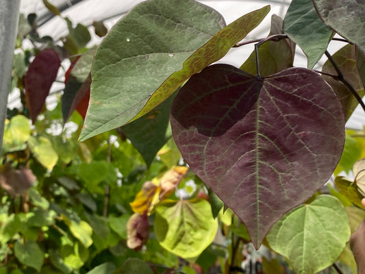 Cercis x 'Merlot'