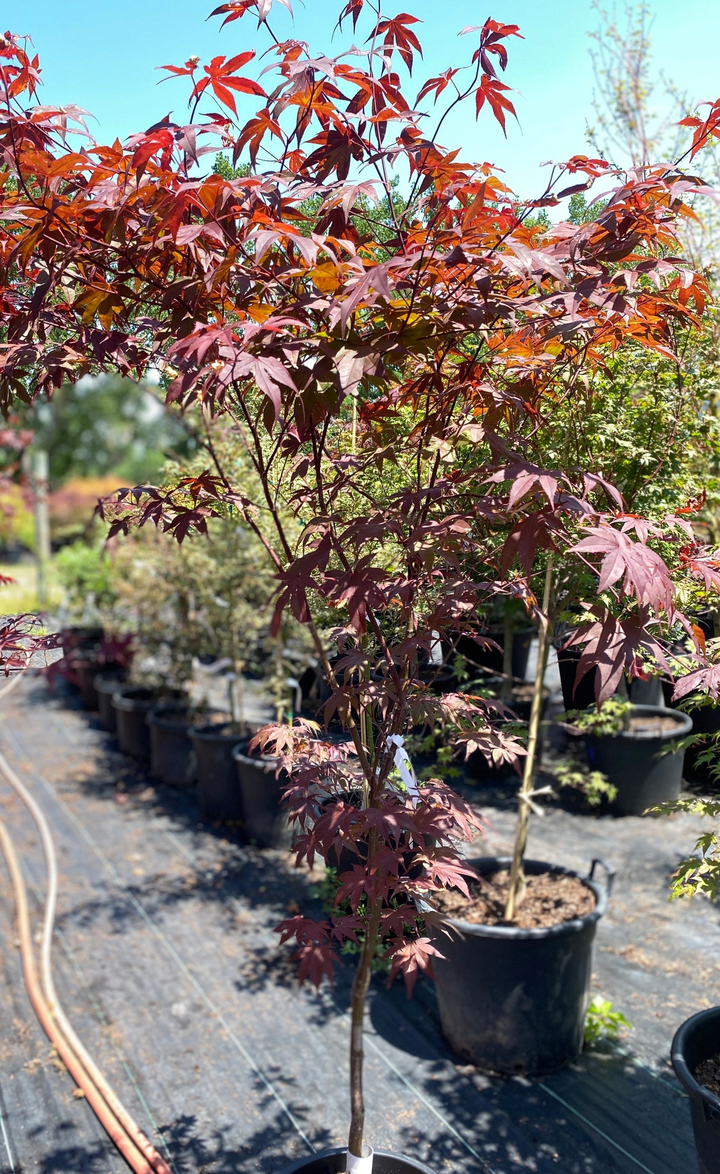Acer palmatum 'Red Emperor' (aka 'Emperor 1')