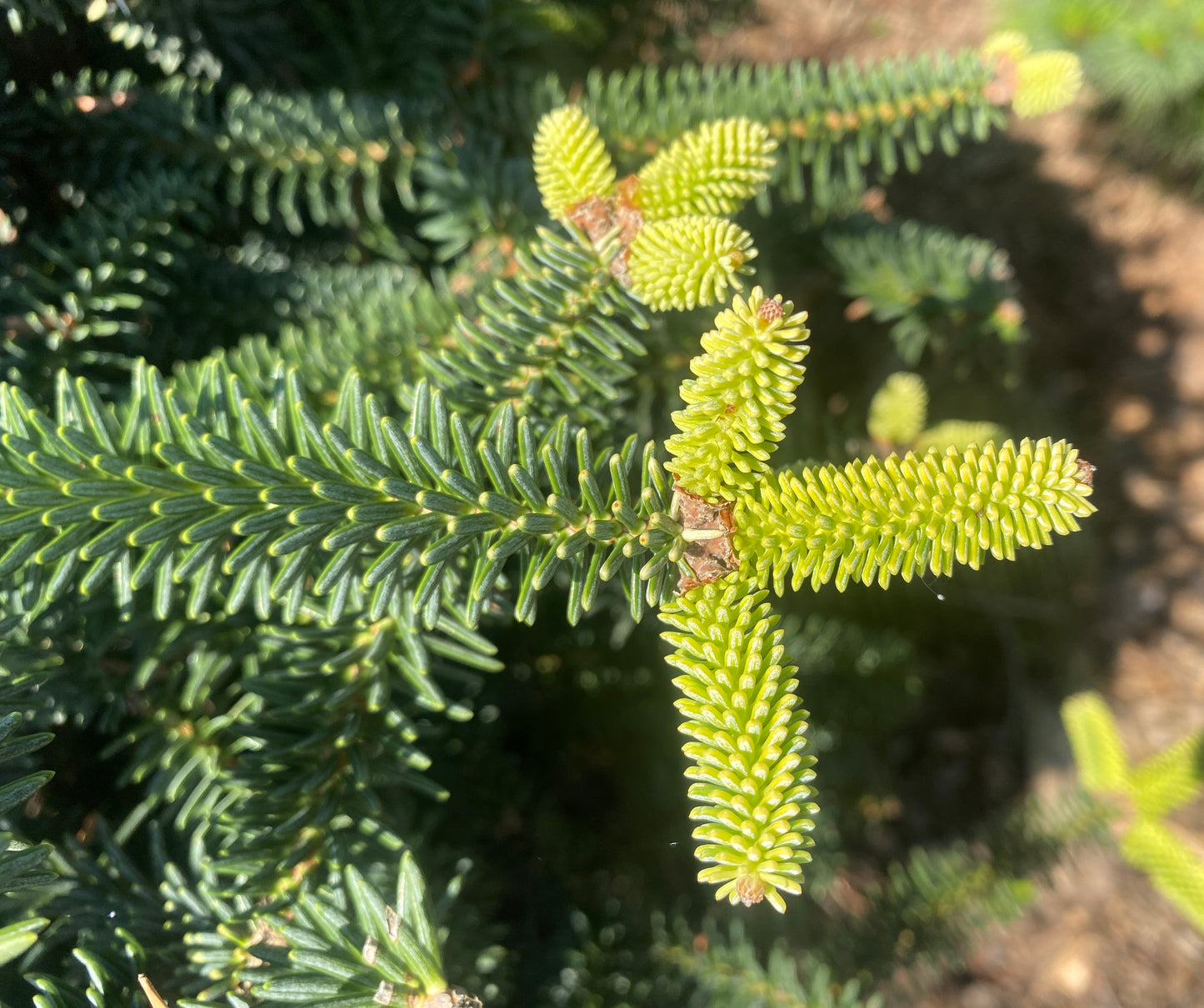 Abies pinsapo 'Aurea'