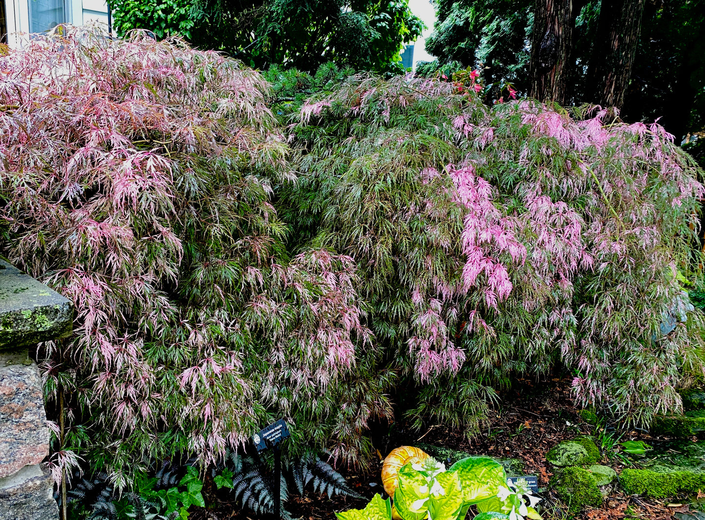 Acer palmatum 'Hana matoi'