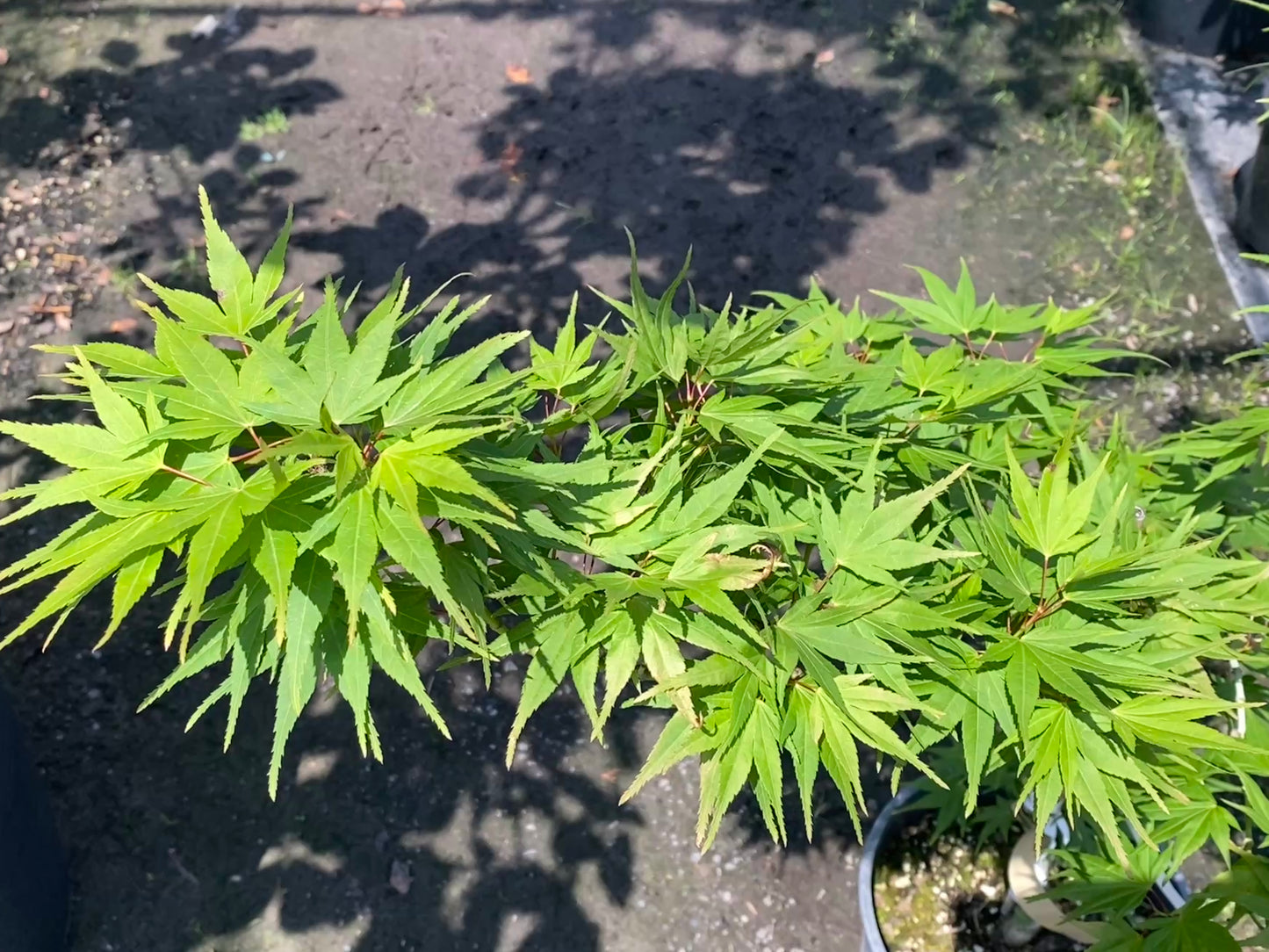 Acer palmatum 'Mikawa yatsabusa'