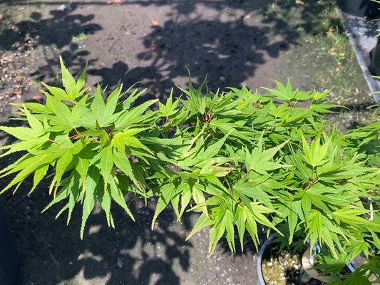Acer palmatum 'Mikawa yatsabusa'