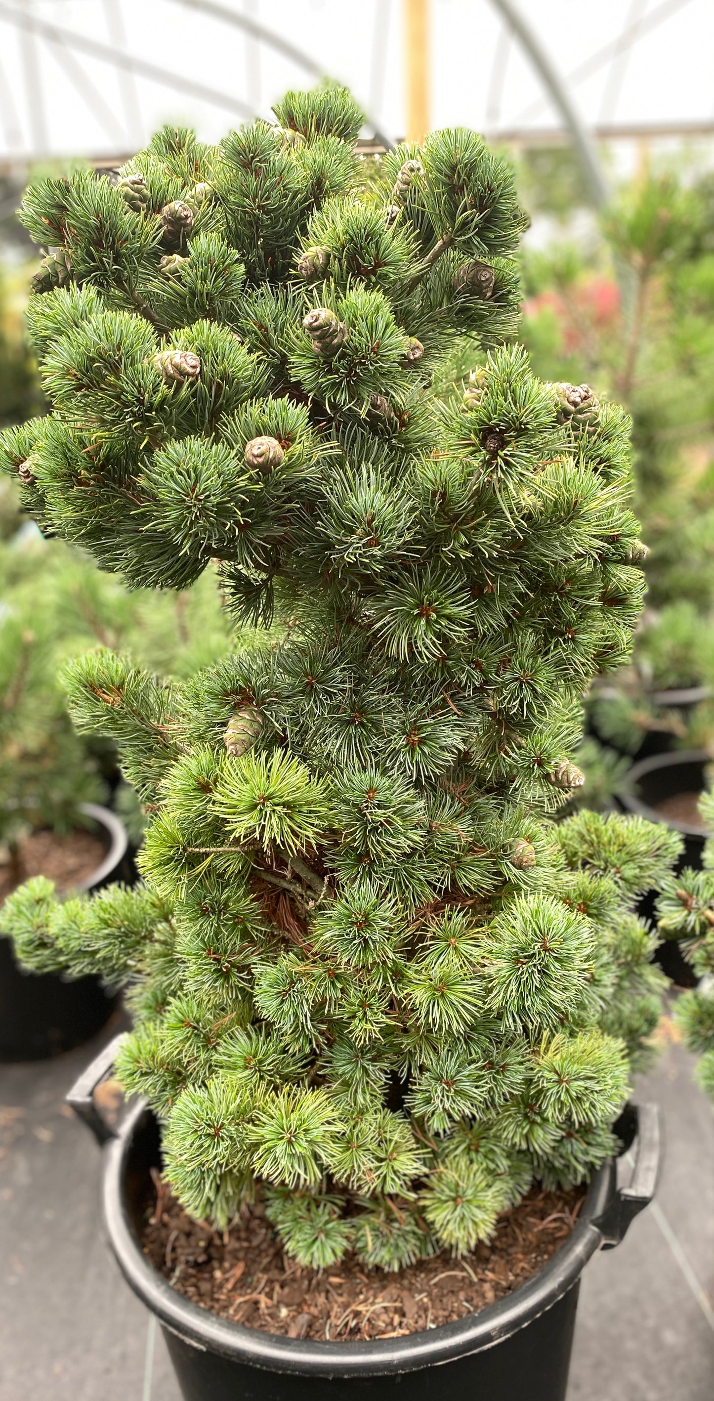 Pinus parviflora 'Azuma goyo'