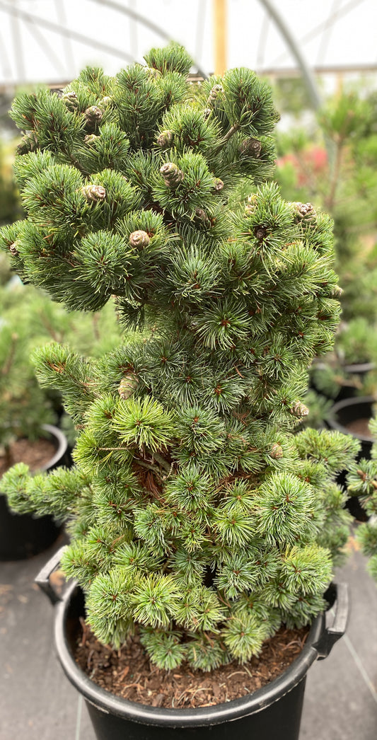 Pinus parviflora 'Azuma goyo'