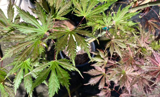 Acer palmatum 'Elena's Coral Dawn'