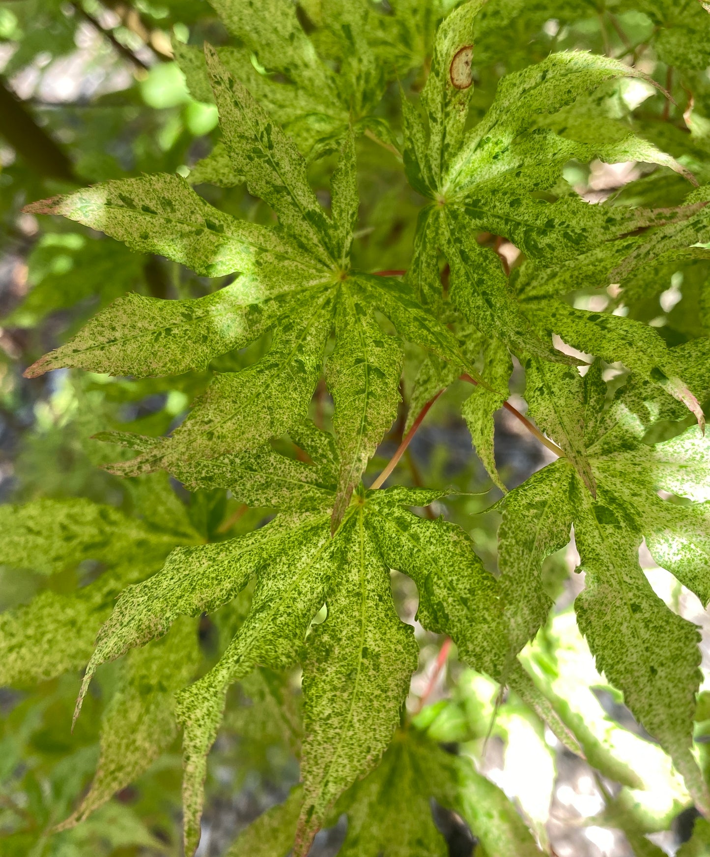 Acer palmatum 'Ukigumo'