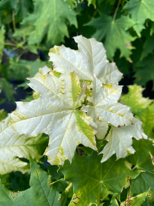 Acer platanoides 'Golden Globe'
