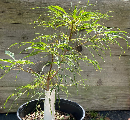 Acer platanoides 'Paldiski'