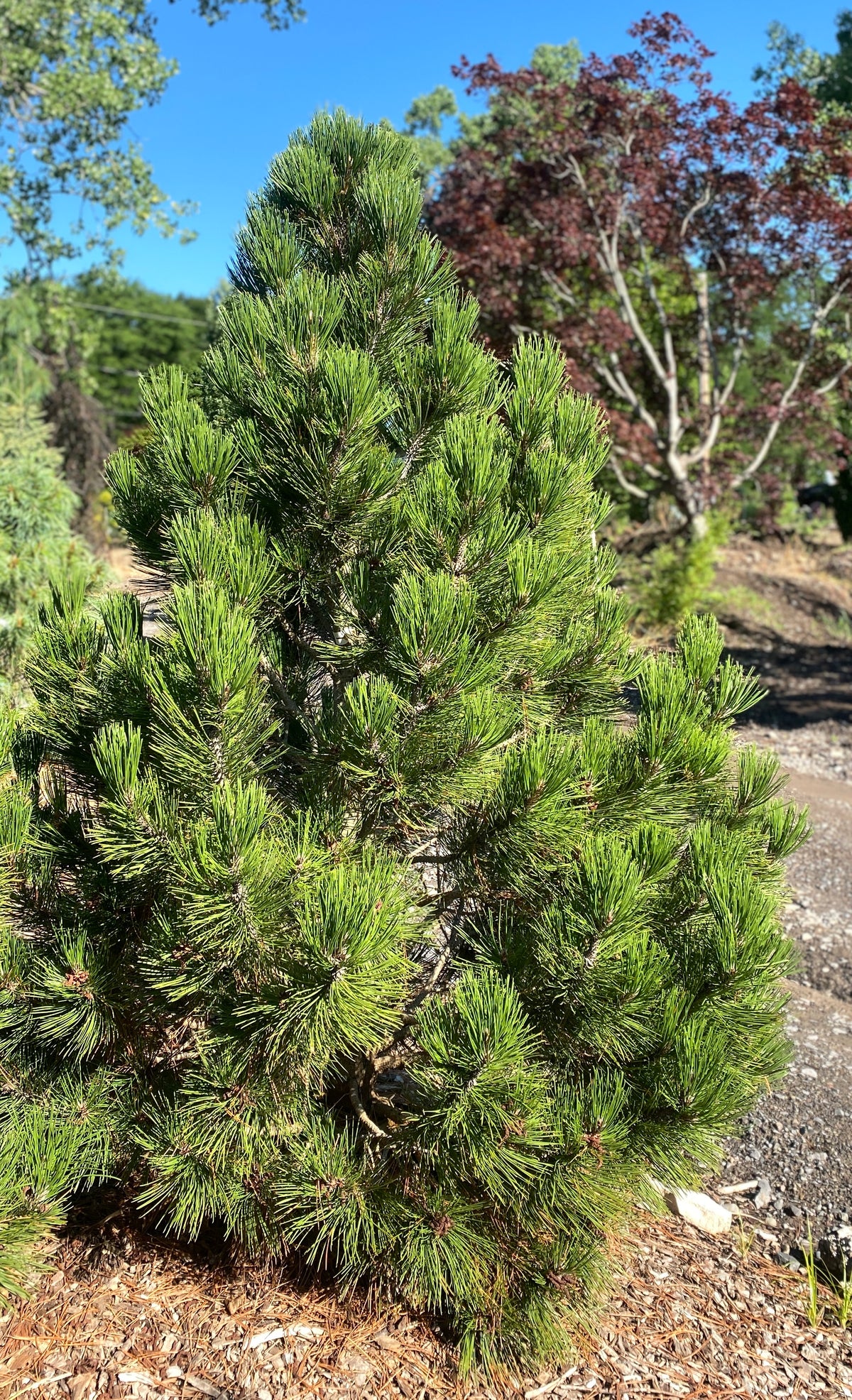 Pinus heldreichii 'Mint Truffle'