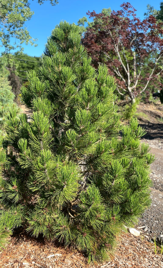 Pinus heldreichii 'Mint Truffle'