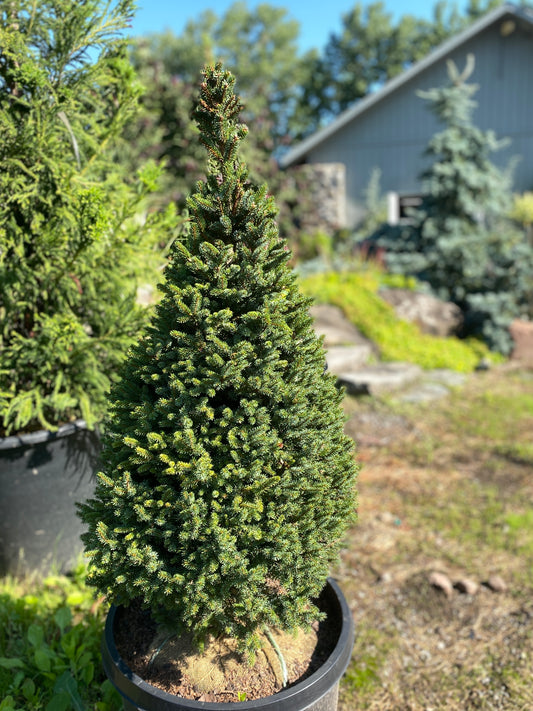 Picea jezoensis 'Chitesmaru'