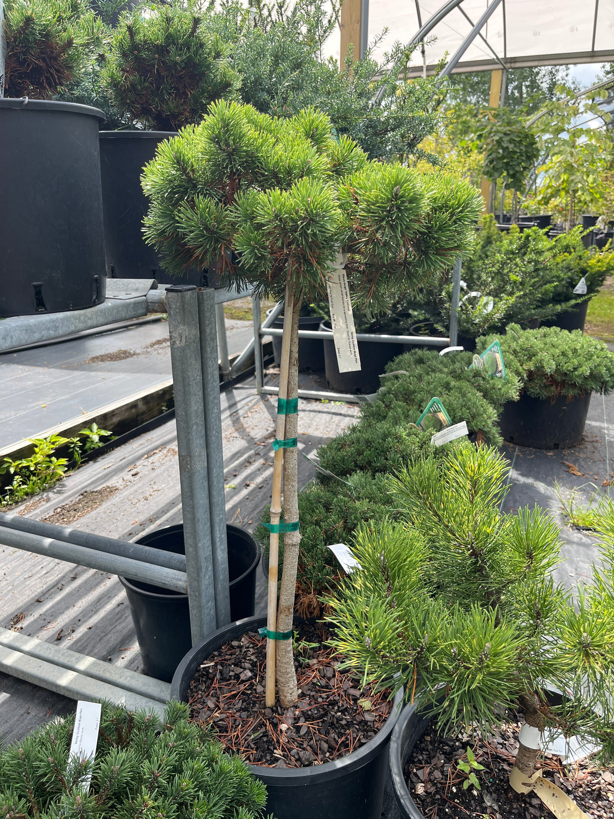 Pinus mugo 'Valley Cushion'