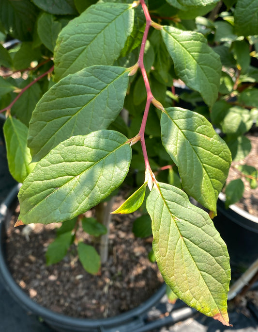 Stewartia koreana