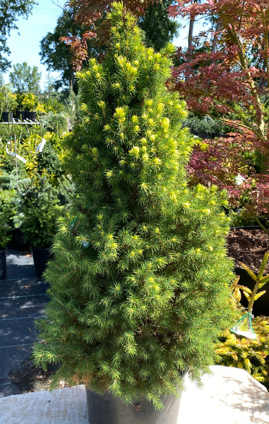 Picea glauca 'Rainbow's End'