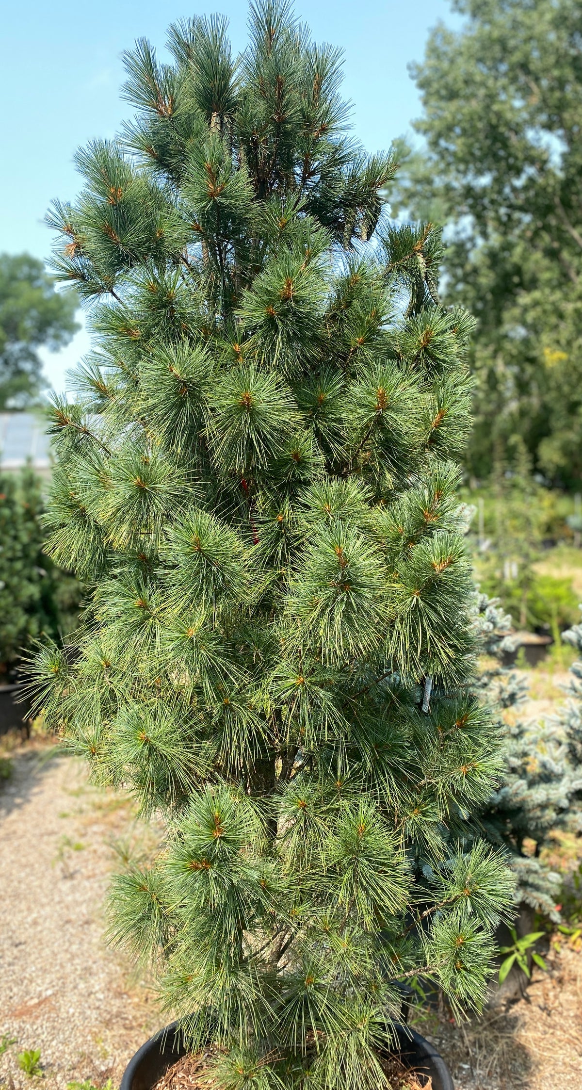 Pinus strobus 'Fastigiata'