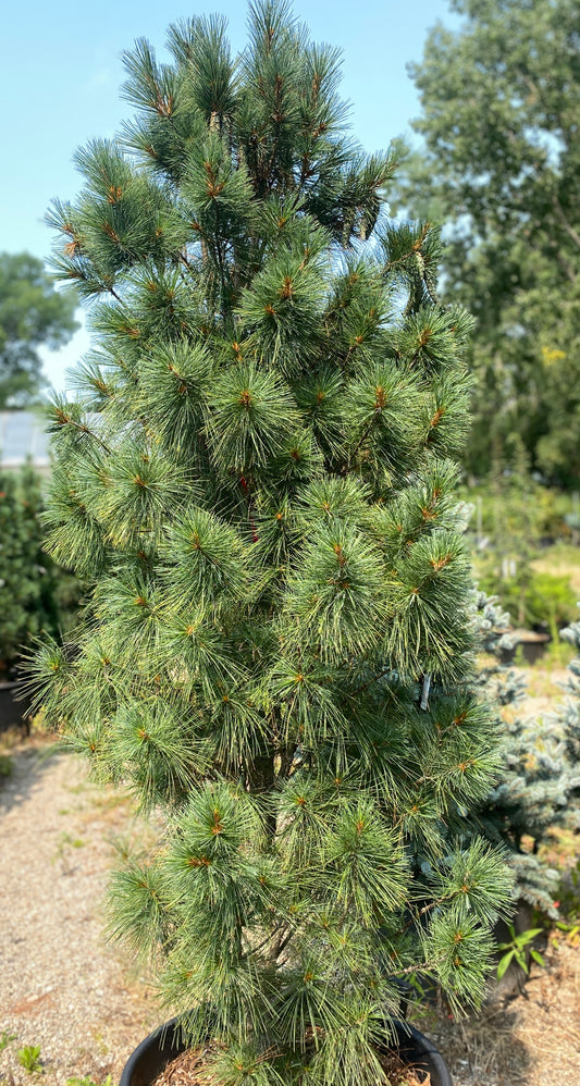 Pinus strobus 'Fastigiata'