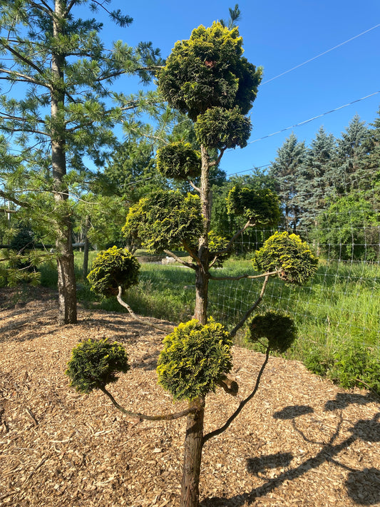 Chamaecyparis obtusa 'Nana Lutea'