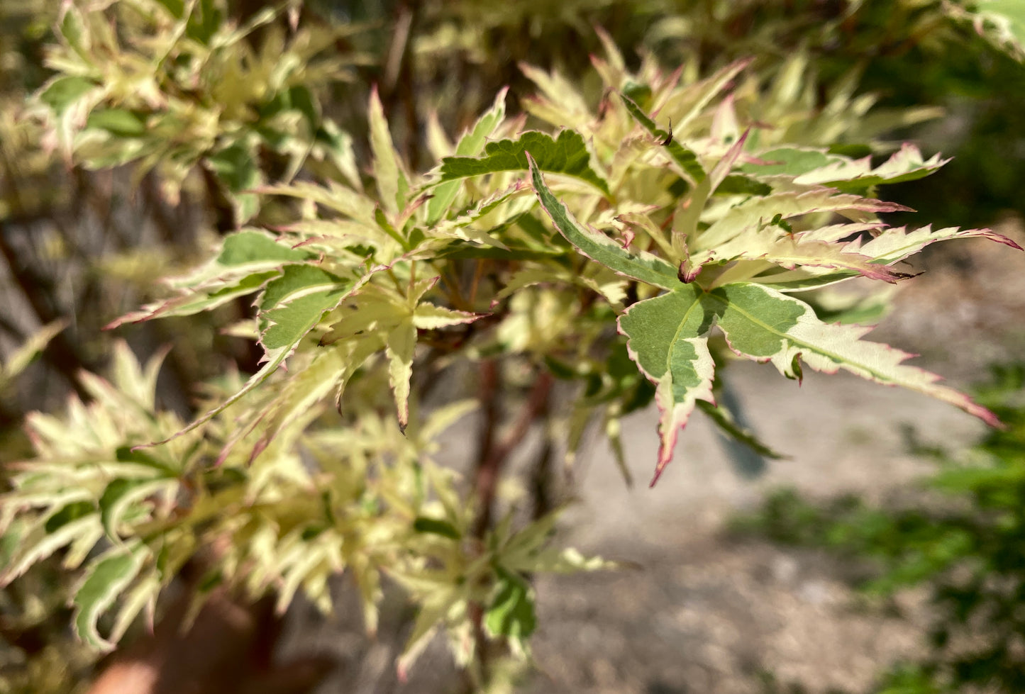 Acer palmatum 'Butterfly'
