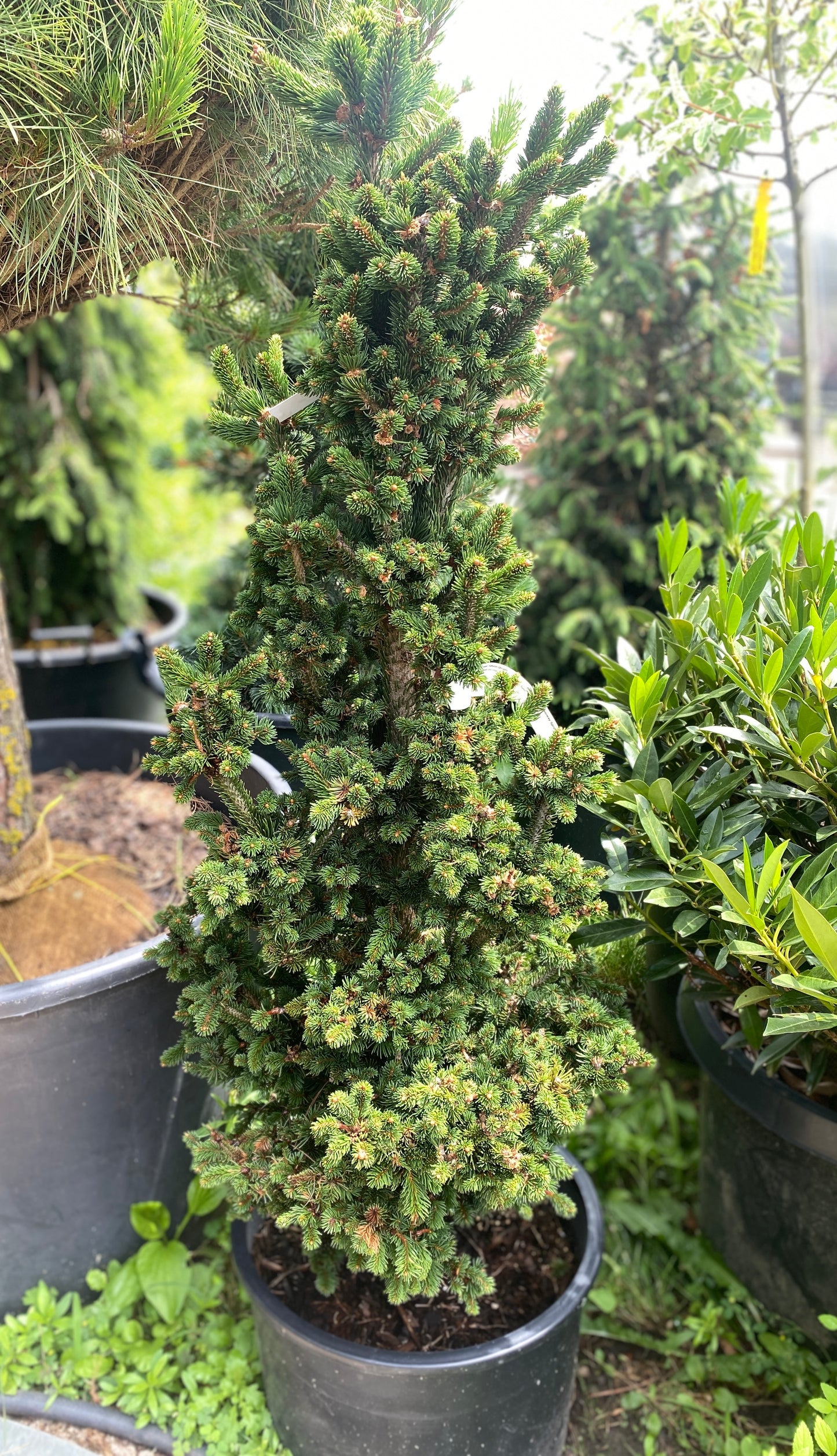 Picea abies 'Hillside Upright'