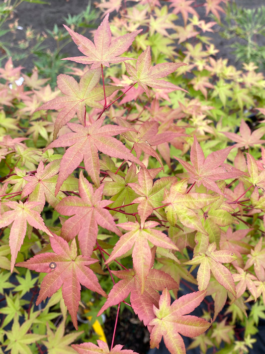 Acer palmatum 'Beni Maiko'