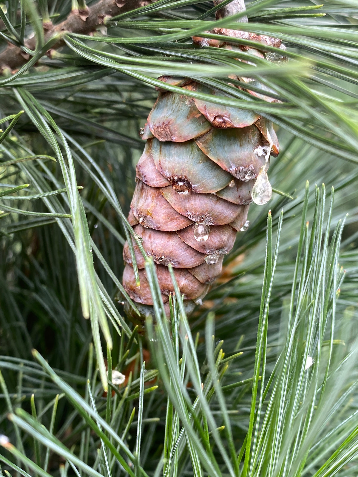 Pinus strobus 'Stowe Pillar'